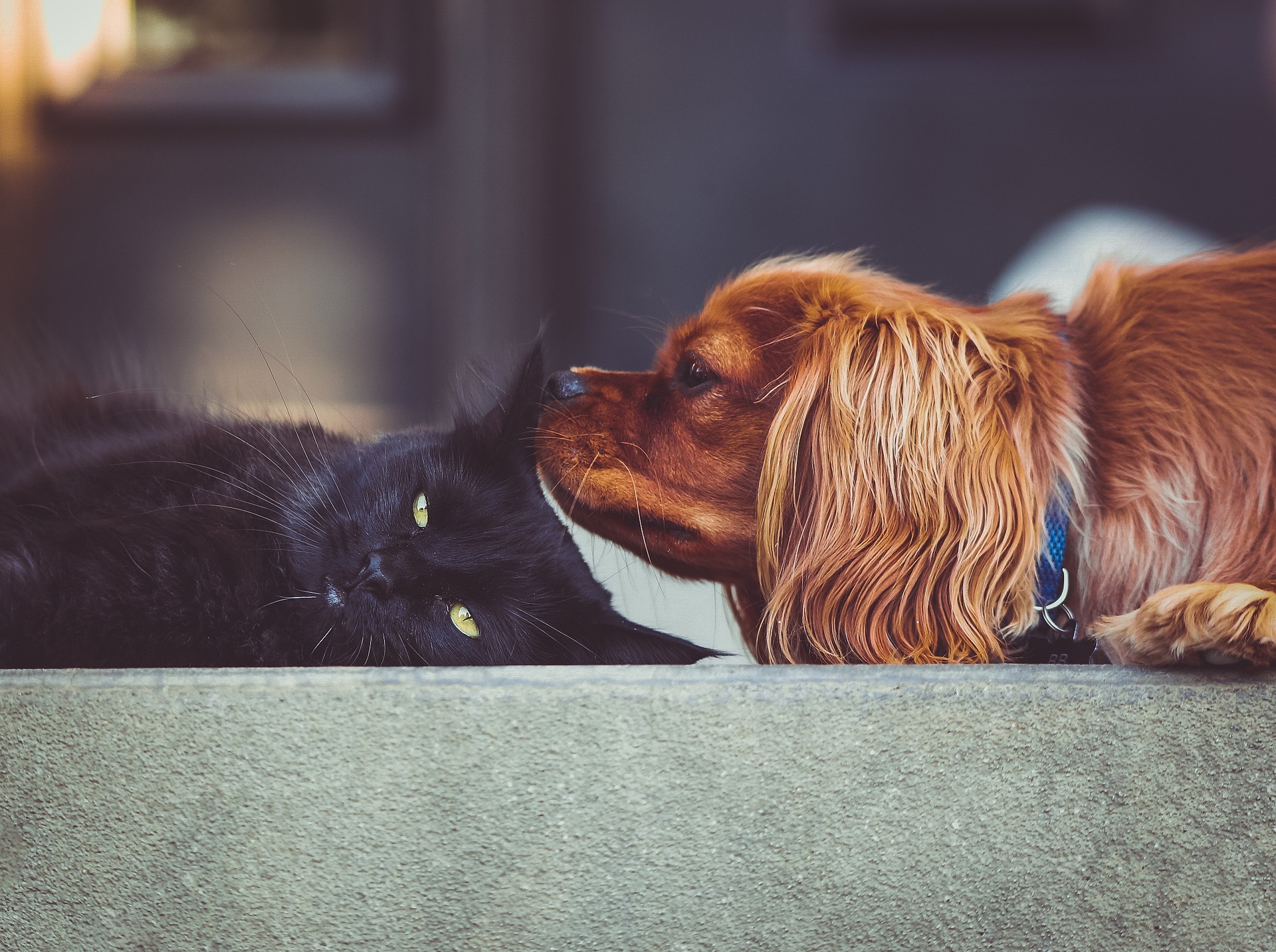 かわいい猫犬